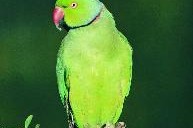 呜嗡呜嗡,探寻自然和谐之美